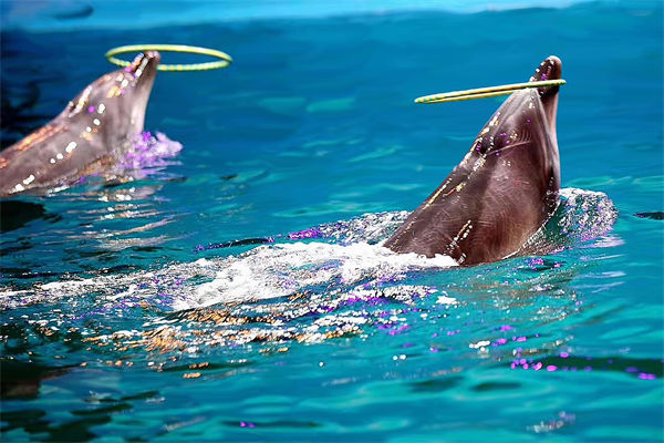 绩效管理分析：公园月薪3万招摸鱼官每天工作2小时