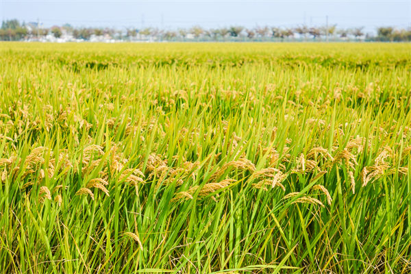 制造业分析：再这样热下去，全球的早餐都“悬了”