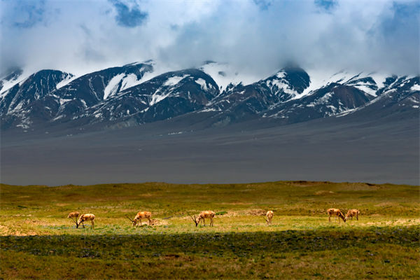 数字化分析：可可西里无人区来了一只机器藏羚羊