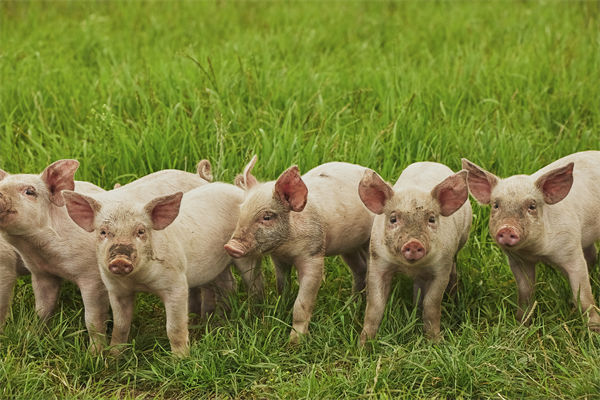 企业年度经营计划管理分析：养殖户养一头猪亏36元